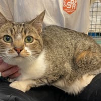 TIGRESSE, chatte à adopter