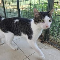 PADDY, chat à adopter