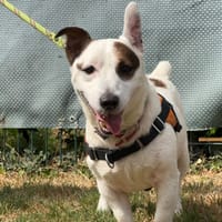 CRAPOUILLE, chien à adopter