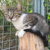 Titi, chatte à adopter