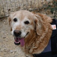 O'SAGY, chienne à adopter
