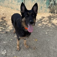 ORIA HAA 24815, chienne à adopter