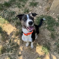 HARLEM HAA24814, chien à adopter