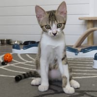 ALTAYA, chatte à adopter