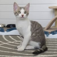 ARMONY, chatte à adopter
