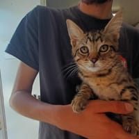 noisette, chatte à adopter