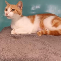 KITTY, chatte à adopter