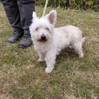 LILOU, chienne à adopter