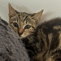 Peter, chat à adopter