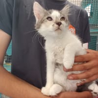 EMINEM, chat à adopter