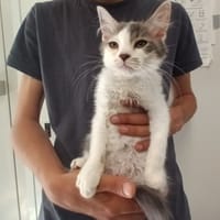guizmo, chat à adopter