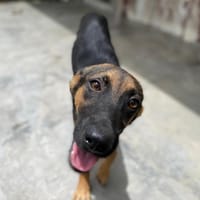 NINA (réservée), chienne à adopter