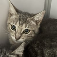 Parker, chat à adopter