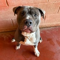 BISCUIT PAA24315, chien à adopter