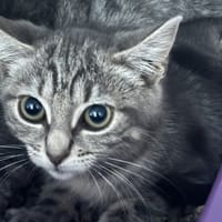 HarleyQueen, chatte à adopter