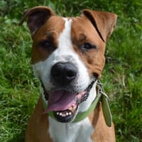 LUCKY VAA, chien à adopter