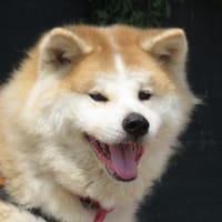 PRADA, chienne à adopter