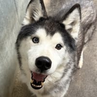 ICE, chien à adopter