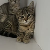 Kara, chatte à adopter