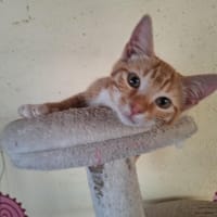 RON a trouvé sa famille, chat à adopter