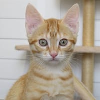 ARPAGON, chat à adopter