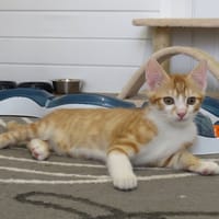 AZRAEL, chat à adopter