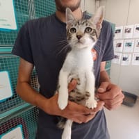 Bounty, chat à adopter