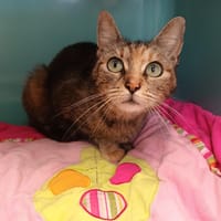 CHATOUNE, chatte à adopter
