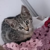 She-Hulk, chatte à adopter