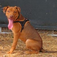 BIANKA, chienne à adopter