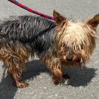 LUC PAA24312, chien à adopter