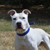 SNOW CHAO, chien à adopter