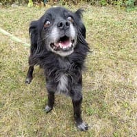 RUBY, chienne à adopter