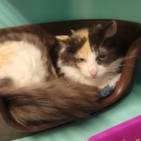 sacha, chatte à adopter