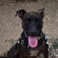 koda, chien à adopter