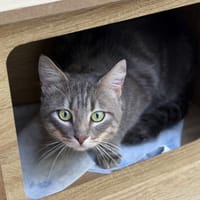 Leo CAB5988, chat à adopter