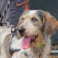 PANDORA, chienne à adopter
