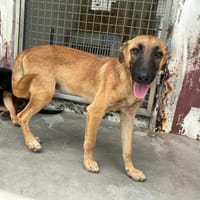 NINO, chien à adopter