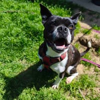 DOUG VAA, chien à adopter