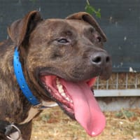 COOPER, chien à adopter