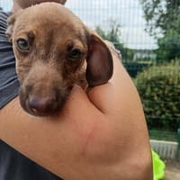 SASI QCN (j'ai trouvé ma famille), chienne à adopter