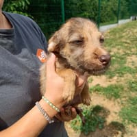 RATIS QCN, chienne à adopter