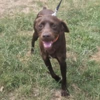 COMEBACK PAA24311, chien à adopter