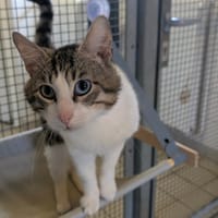 TOM, chat à adopter