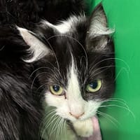 JUDITH, chatte à adopter