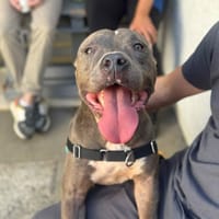 DAYRON OAA20087, chien à adopter