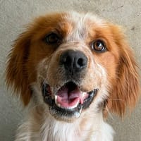 Vasco, chien à adopter