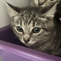 Nebula, chatte à adopter
