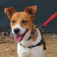 BOLT, chien à adopter