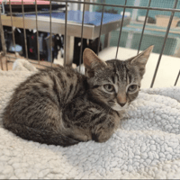 STILES, chat à adopter